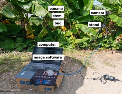 Multi-Target Recognition of Bananas and Automatic Positioning for the Inflorescence Axis Cutting Point